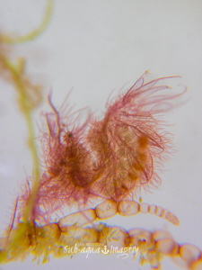 Pregnant Hairy Algae Shrimp - Full Frame with White Slate... by Jan Morton 